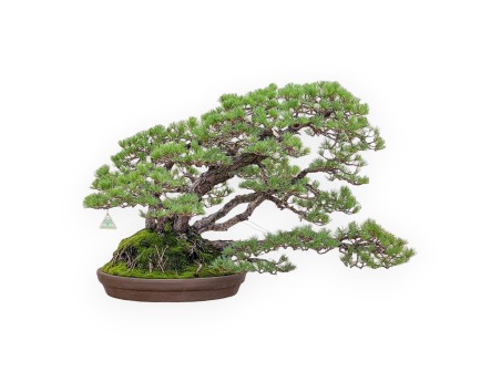 Bonsai-Exemplar der Pinus pentaphylla %separator% %category%