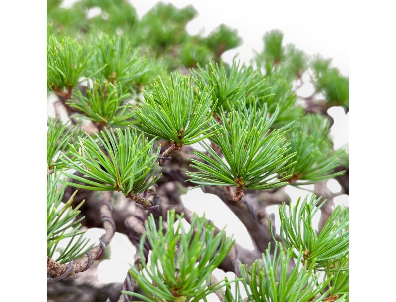 A fine example of a Pinus pentaphylla bonsai %separator% %category%