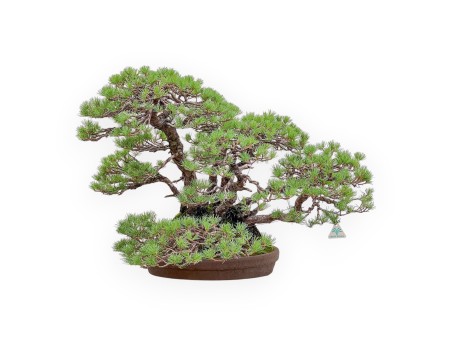 Bonsai van de soort Pinus Pentaphylla %separator% %category%