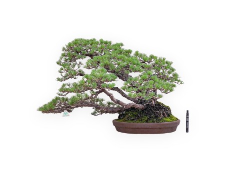 Bonsai van de soort Pinus Pentaphylla %separator% %category%