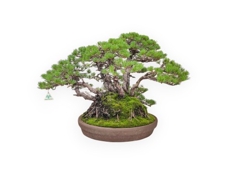 A fine example of a Pinus pentaphylla bonsai %separator% %category%