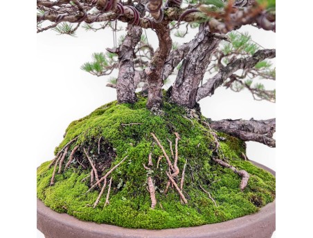 Bonsai van de soort Pinus Pentaphylla %separator% %category%
