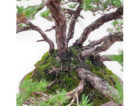 Bonsai-Exemplar der Pinus pentaphylla %separator% %category%