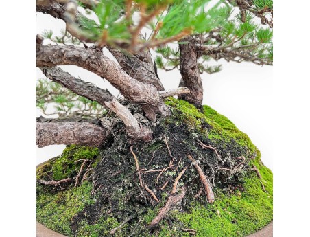 Bonsái ejemplar de Pinus pentaphylla %separator% %category%