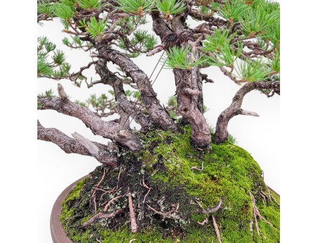Bonsai-Exemplar der Pinus pentaphylla %separator% %category%