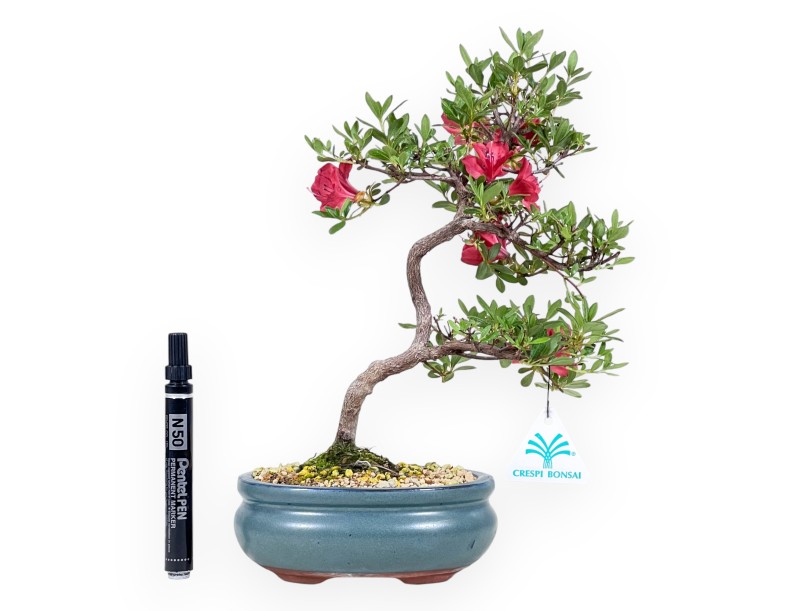 Rhododendron indicum bonsai - Azalea %separator% %category%