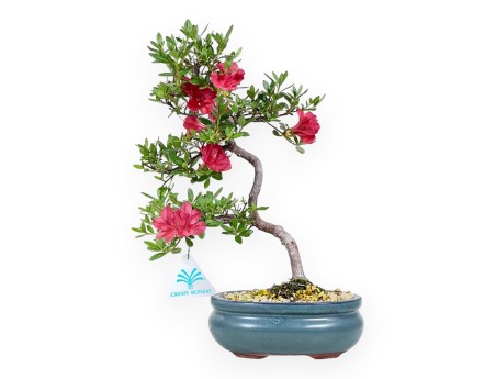 Rhododendron indicum bonsai - Azalea %separator% %category%