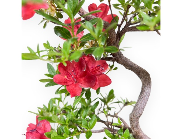Bonsai di Rhododendron indicum - Azalea %separator% %category% 2