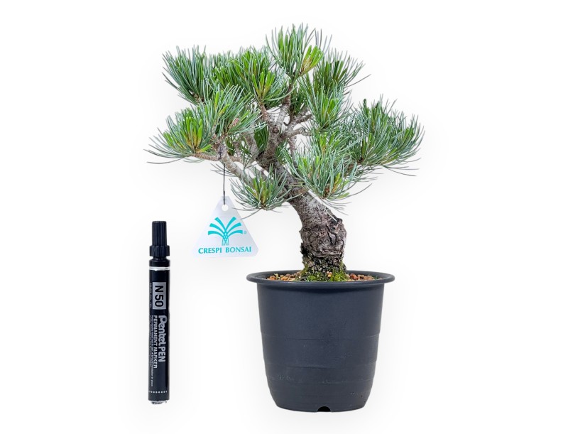 Bonsaï de Pinus pentaphylla %separator% %category%