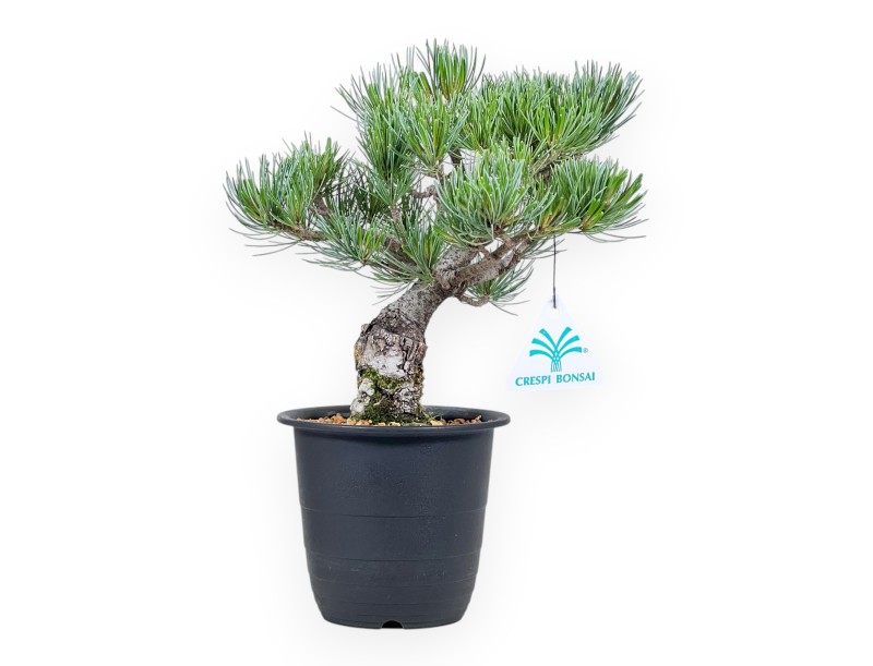 Bonsái de Pinus pentaphylla %separator% %category%