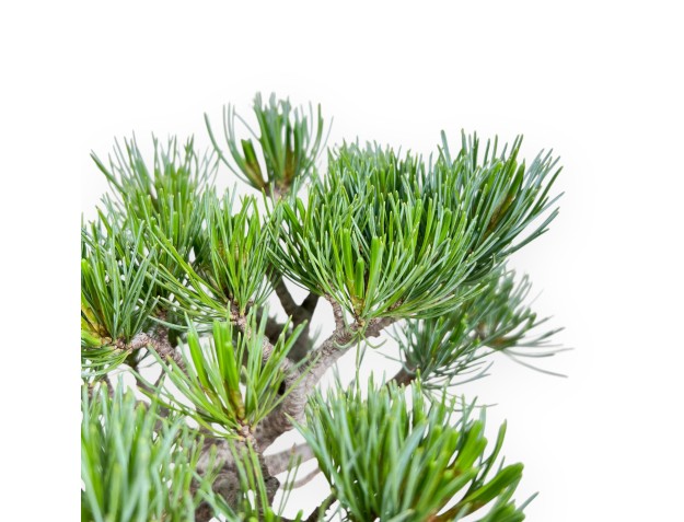 Bonsai di Pinus Pentaphylla %separator% %category% 2