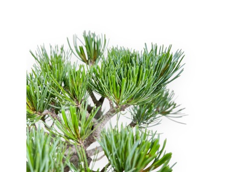 Bonsaï de Pinus pentaphylla %separator% %category%