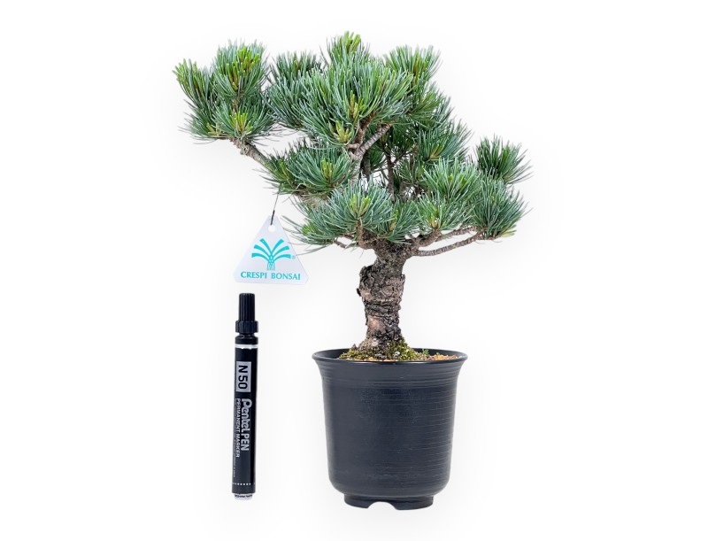Bonsai di Pinus Pentaphylla %separator% %category%