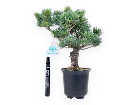 Pinus Pentaphylla-bonsai %separator% %category%