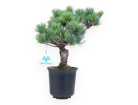 Bonsái de Pinus pentaphylla %separator% %category%