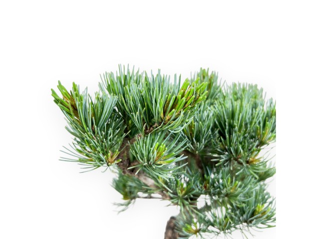 Pinus Pentaphylla-bonsai %separator% %category% 2