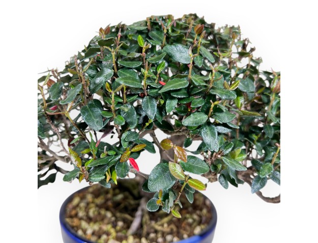Bonsái de Trachelospermum asiaticum %separator% %category% 2