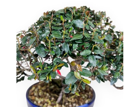 Trachelospermum asiaticum bonsai %separator% %category%