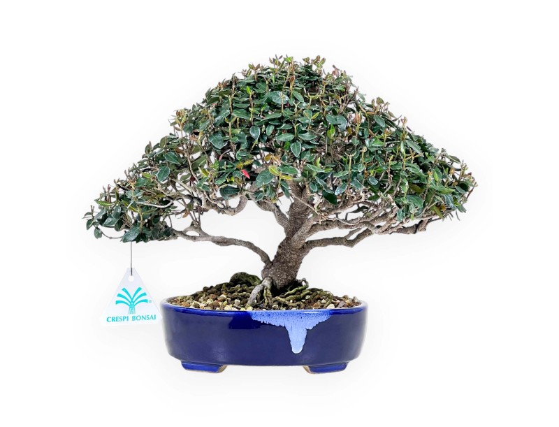 Bonsai van Trachelospermum asiaticum %separator% %category%