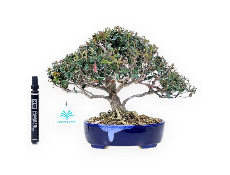 Bonsai di Trachelospermum asiaticum %separator% %category%