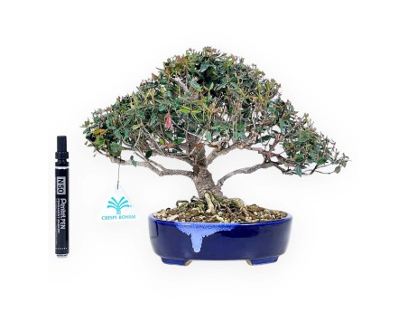 Trachelospermum asiaticum bonsai %separator% %category%