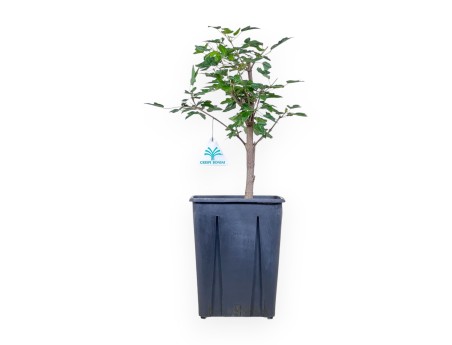 Jeune érable de 44 cm à cultiver | Pot en plastique