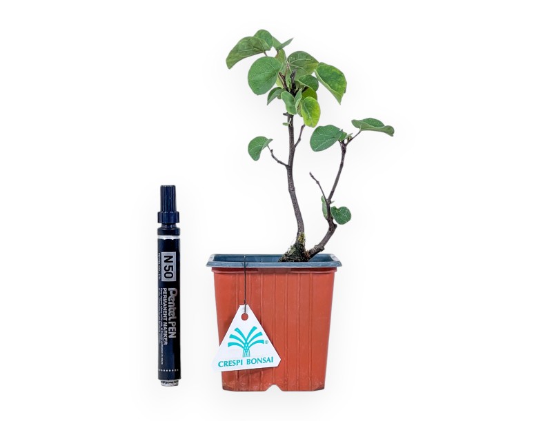 Pianta da lavorare di Cercis siliquastrum %separator% Caducifoglie da fiore