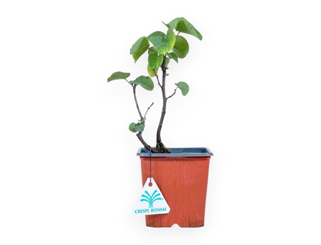 Planta para podar de Cercis siliquastrum %separator% Árbol caducifolio con flores
