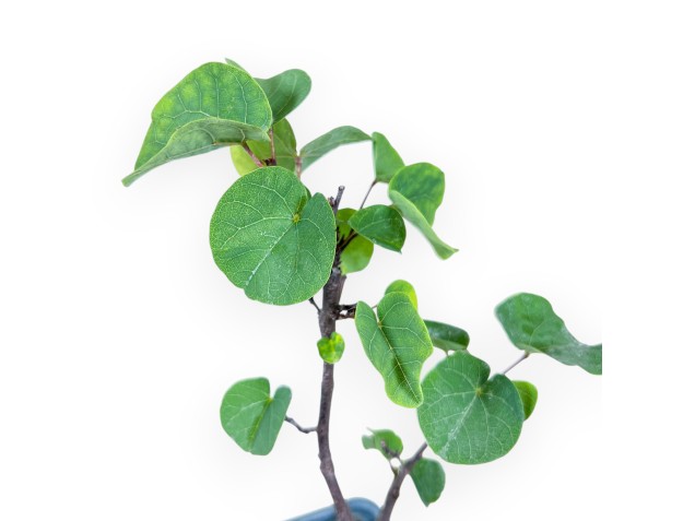 Zu verarbeitende Pflanze: Cercis siliquastrum %separator% Laubabwerfende Blütenpflanze 2