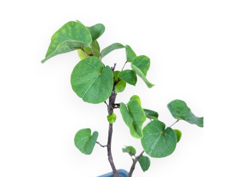 Pianta da lavorare di Cercis siliquastrum %separator% Caducifoglie da fiore