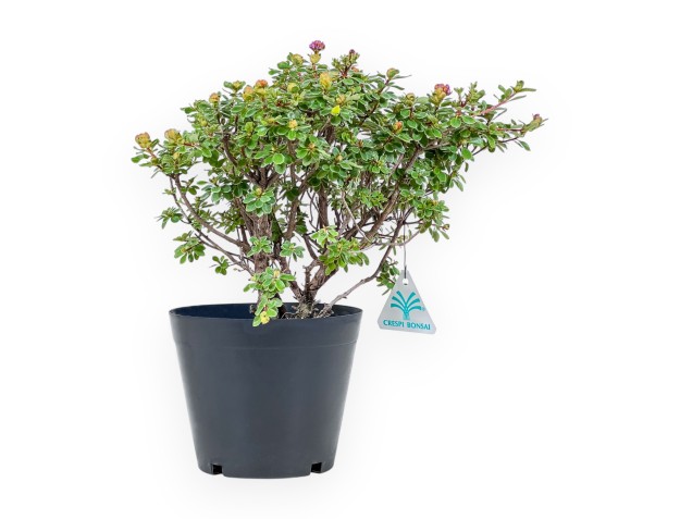 Bonsai van Rhododendron indicum Fujikake %separator% %category%