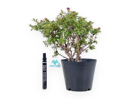 Bonsaï de Rhododendron indicum Fujikake %separator% %category%