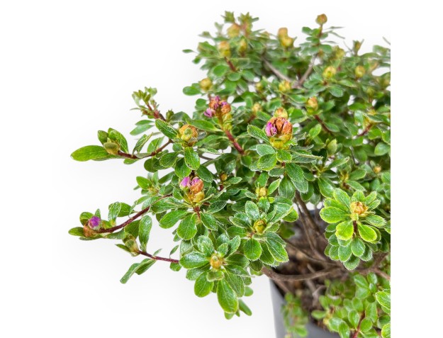 Bonsaï de Rhododendron indicum Fujikake %separator% %category% 2