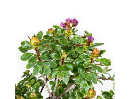 Bonsaï de Rhododendron indicum Fujikake %separator% %category%