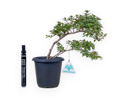 Bonsaï de Azalée de 32 cm | Pot rond en plastique noir