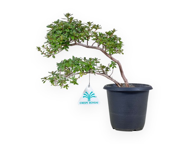 Azalea bonsai van 32 cm | Rond zwart plastic pot