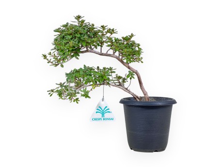 Azalea bonsai van 32 cm | Rond zwart plastic pot