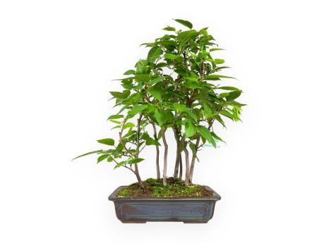 Carpinus - haagbeuk - 46 cm