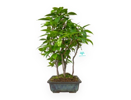 Carpinus - haagbeuk - 46 cm