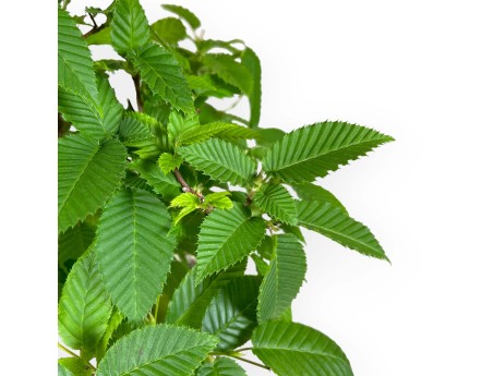 Carpinus - haagbeuk - 46 cm