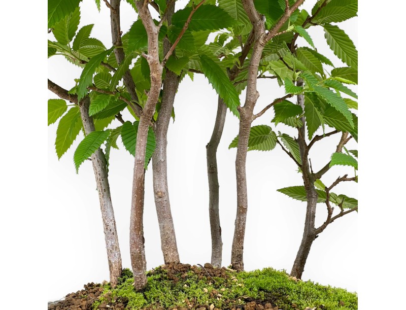 Carpinus - charme - 46 cm