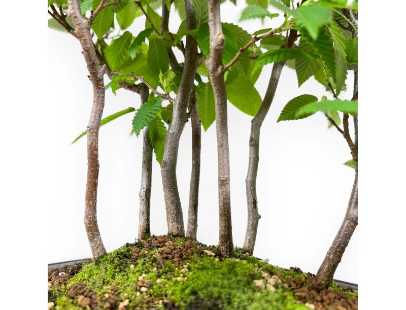 Carpinus - haagbeuk - 46 cm