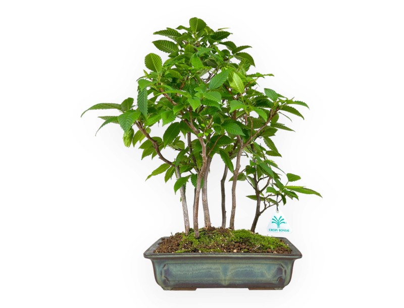 Carpinus - carpe - 46 cm