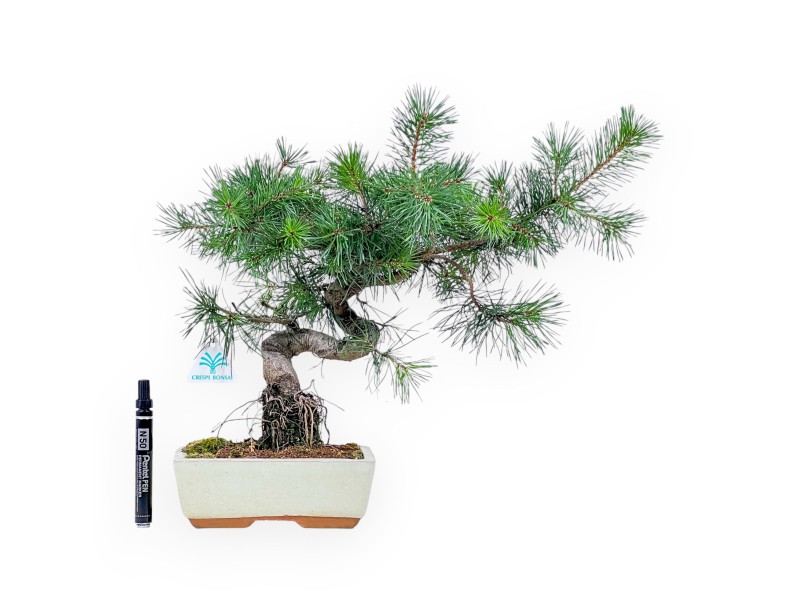 Bonsaï de Pinus sylvestris - Pin sylvestre %separator% %category%