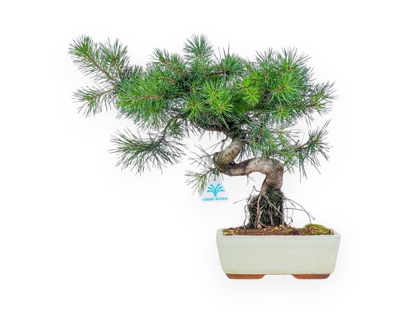 Bonsai van Pinus sylvestris - Groene den %separator% %category%