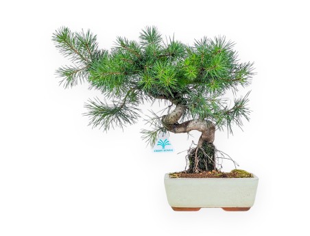 Bonsaï de Pinus sylvestris - Pin sylvestre %separator% %category%