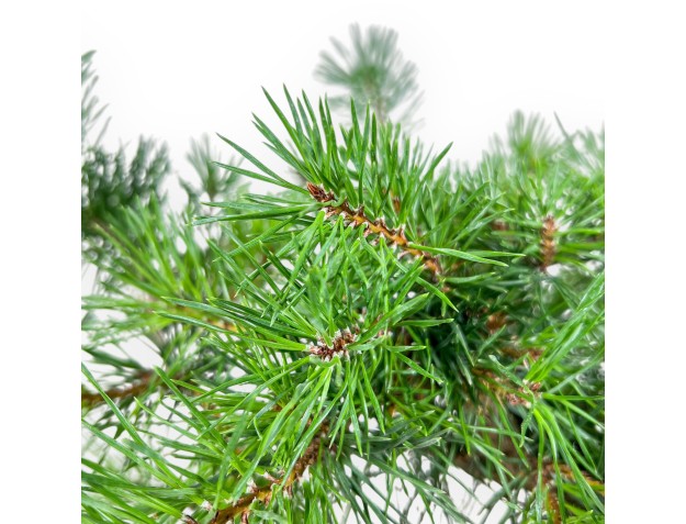 Bonsai di Pinus sylvestris - Pino silvestre %separator% %category% 2