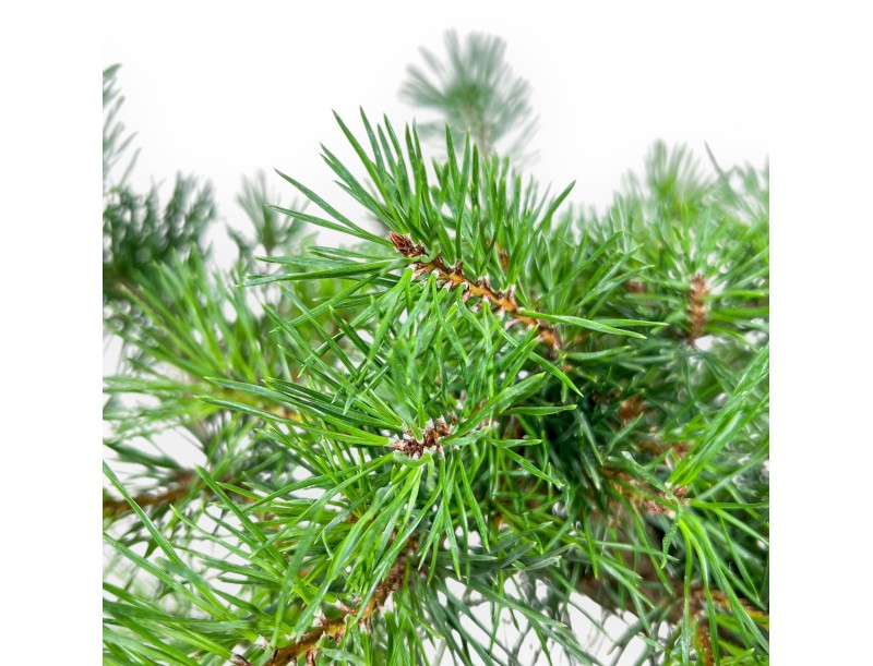 Bonsai van Pinus sylvestris - Groene den %separator% %category%