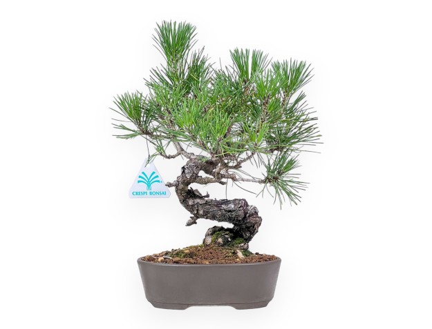 Bonsai van Pinus thunbergii - Zwarte den %separator% %category%