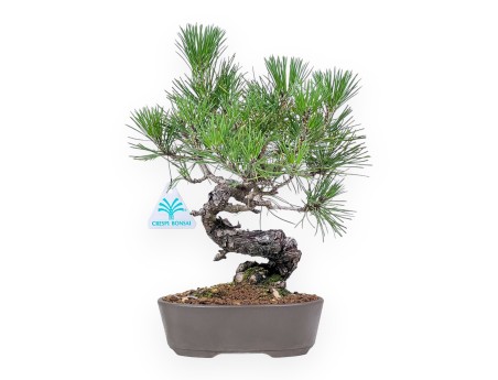 Bonsaï de Pinus thunbergii - Pin noir %separator% %category%